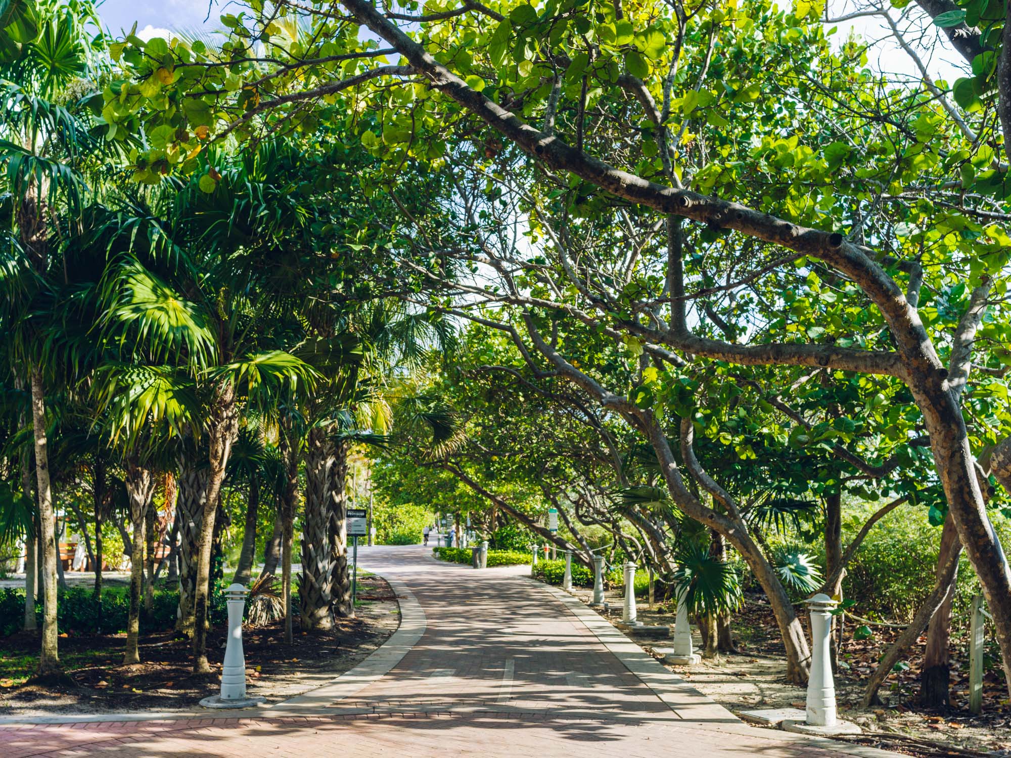 Tree-shaded walkway at South Pointe Park